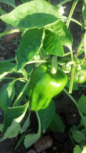bellpepper1