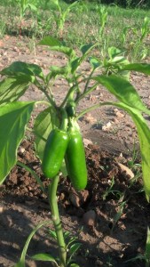 jalepeno1