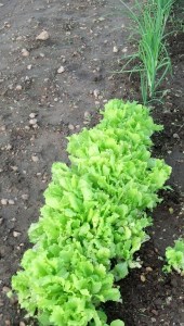 lettuceonions2