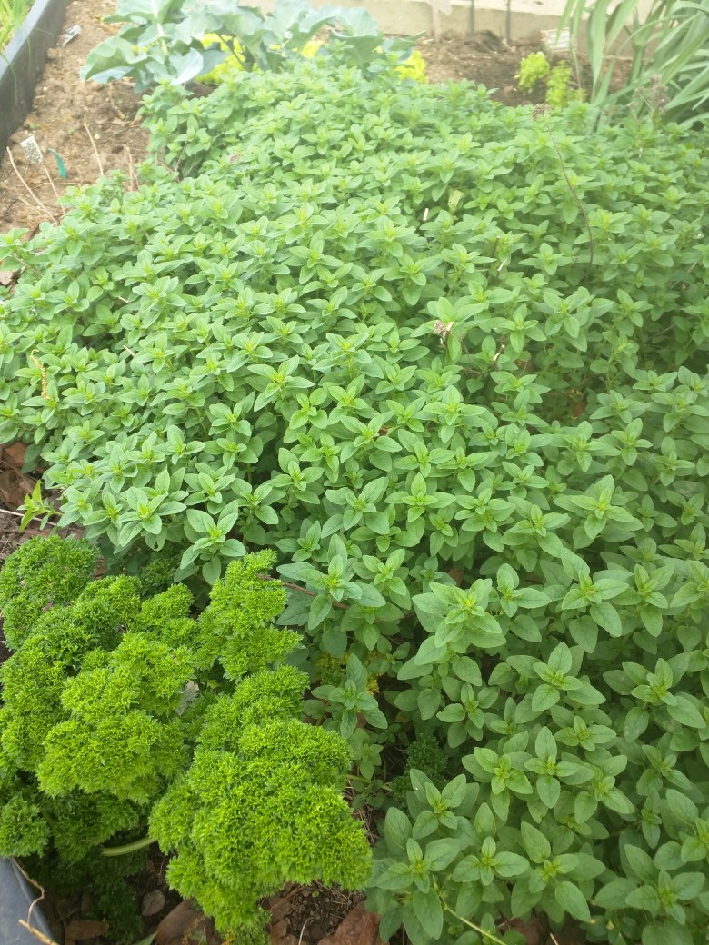 Oregano