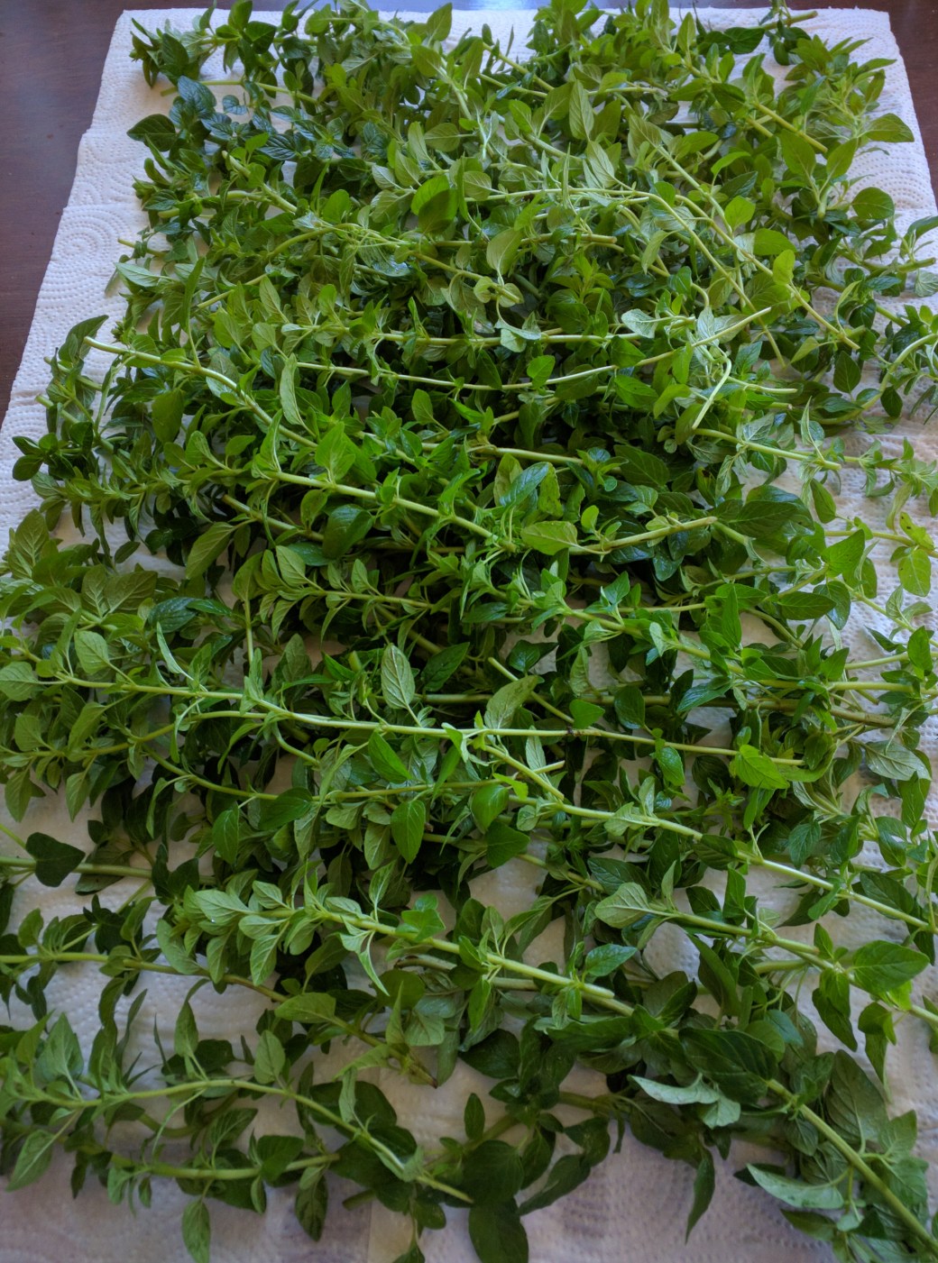 Drying Pick Oregano.jpg