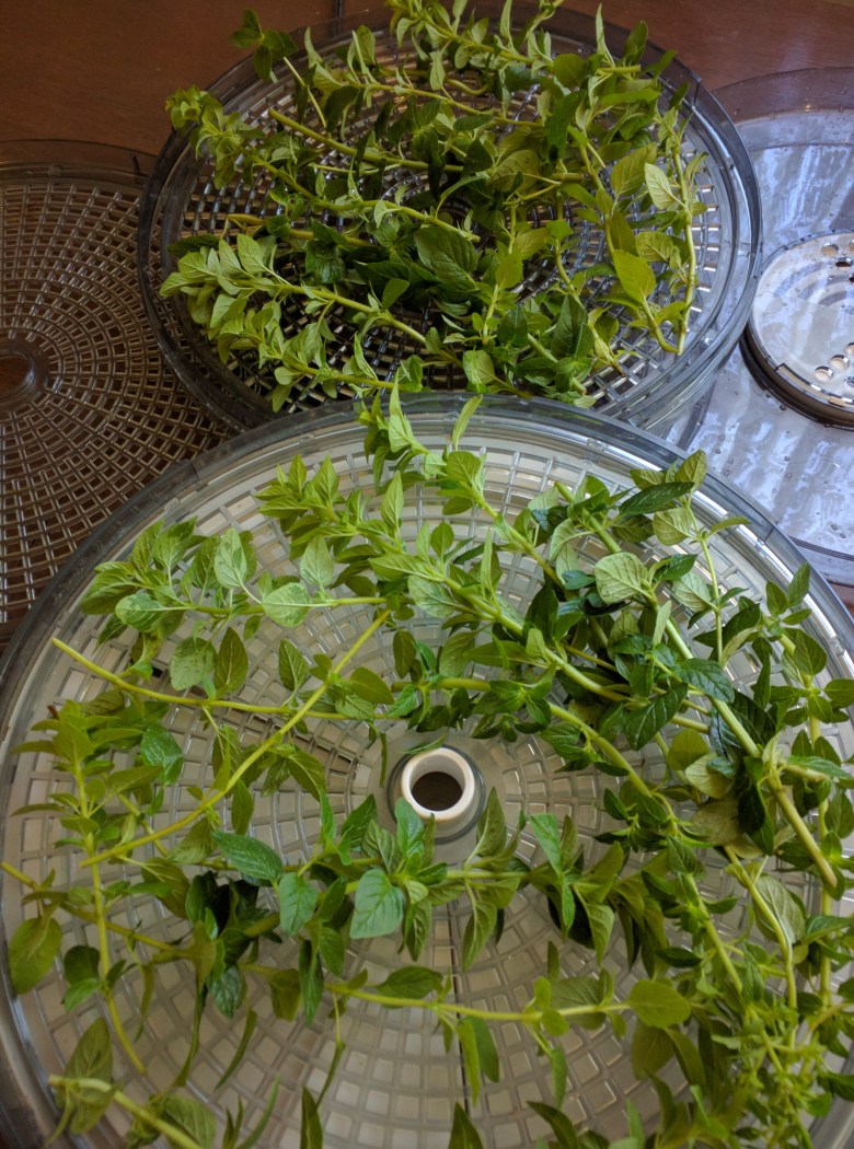 Drying racks of oregano.jpg