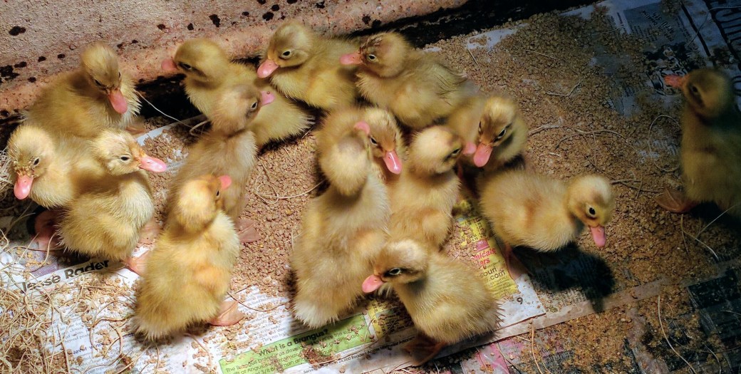 2Day old ducks
