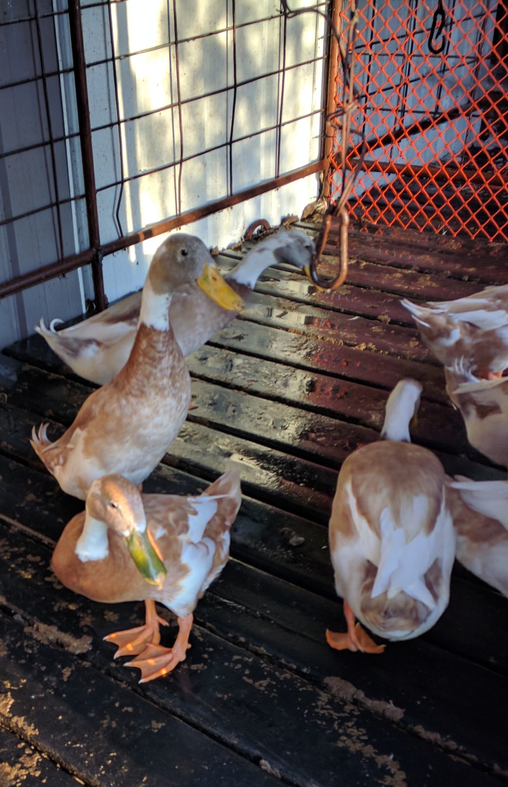 Duck tails and bills