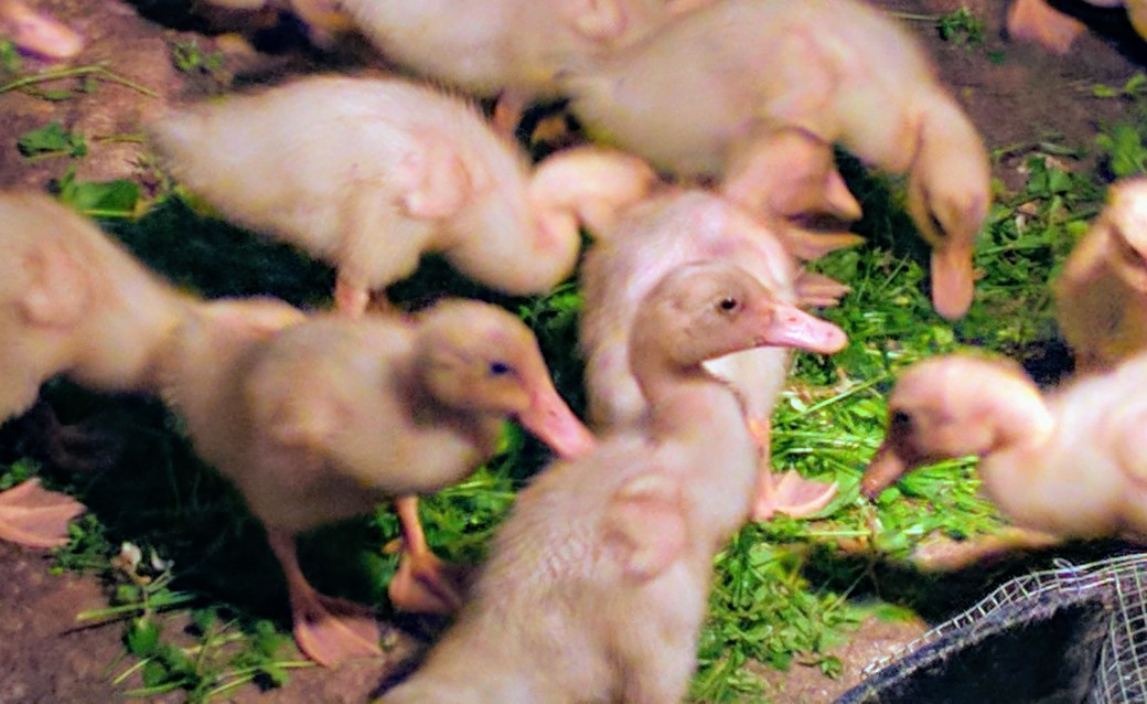Ducks Eating Chickweed