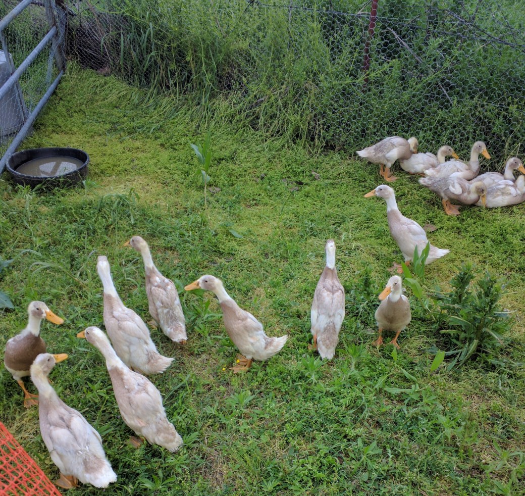 Grass after Ducks for 2 days