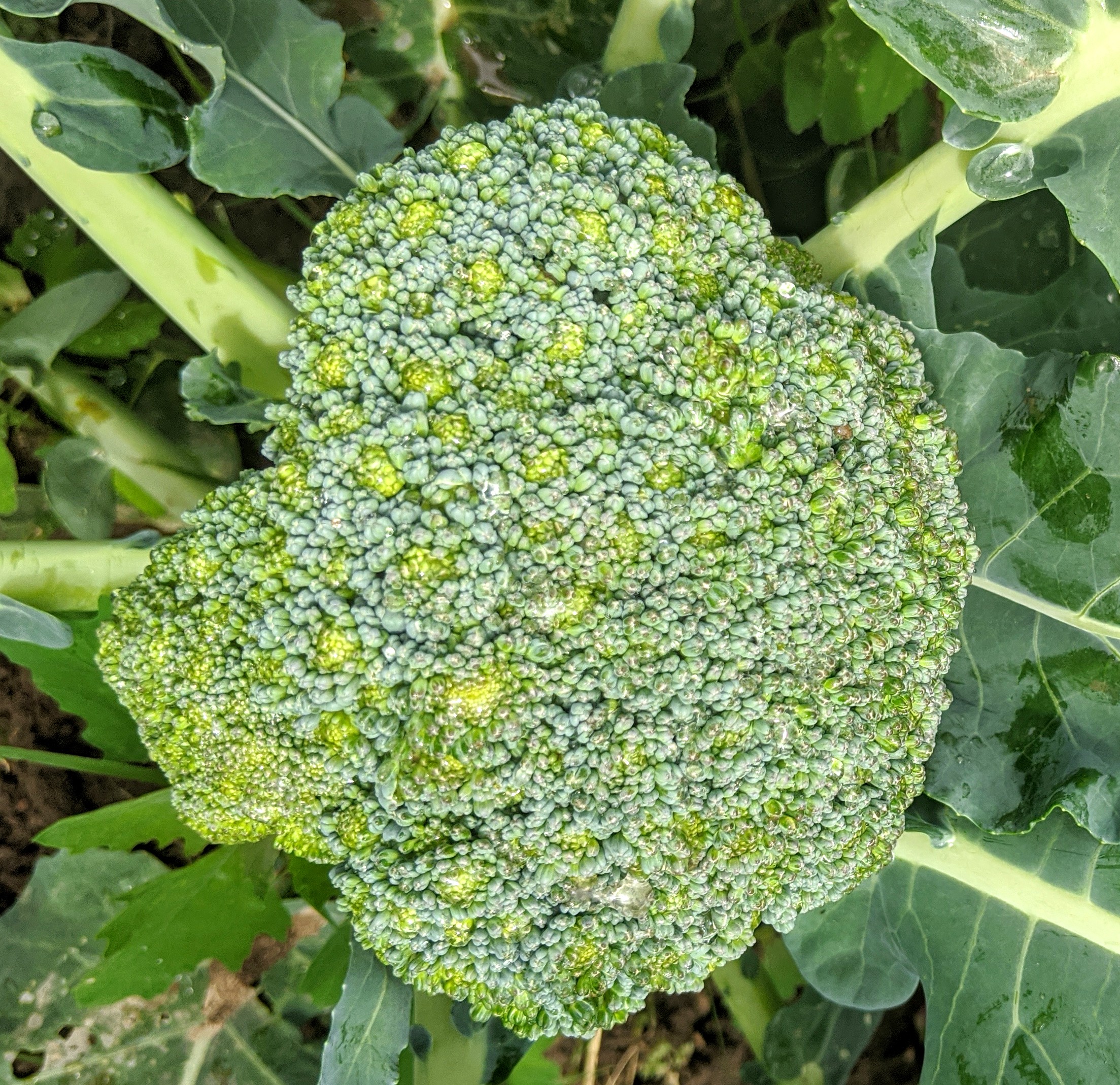 MVIMG_20200525_105053